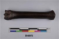 藏品(野馬第三掌骨化石)的圖片